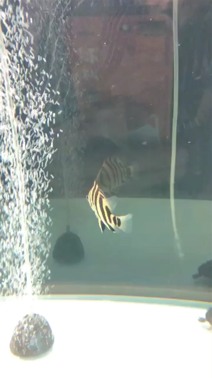 虎魚新成員，虎魚新成員登場，探秘其獨特魅力與養殖要點