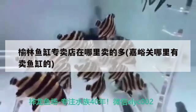 榆林魚缸專賣店在哪里賣的多(嘉峪關(guān)哪里有賣魚缸的)林嘉峪關(guān)魚缸專賣店位置及銷售