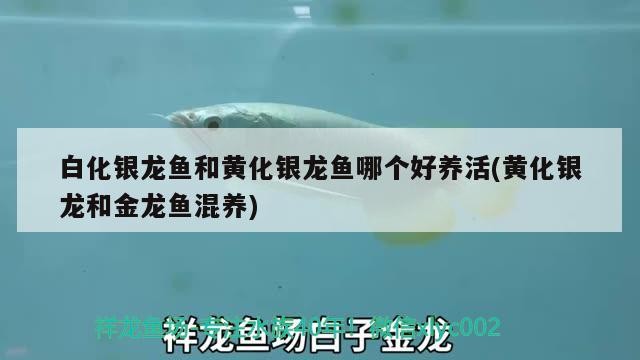 白化銀龍魚和黃化銀龍魚哪個好養活(黃化銀龍和金龍魚混養)化銀龍魚與黃化銀龍魚哪個更好養活？黃化銀龍和金龍魚混養又該注意