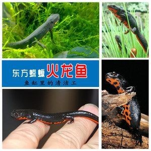 比較小的龍魚有哪些，龍魚品種大揭秘，哪些龍魚體型小巧適合家庭養(yǎng)殖