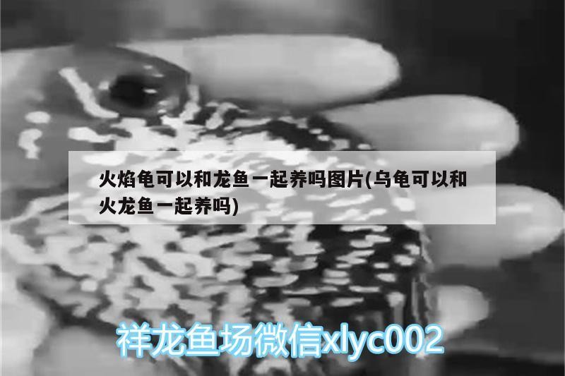 紅龍魚怕鹽嗎(銀龍魚怕鹽嗎)龍魚與銀龍魚是否怕鹽？鹽對它們生存