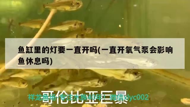 魚缸里的燈要一直開嗎(一直開氧氣泵會影響魚休息嗎)里的燈要一直開嗎？氧氣泵常開會不會影響魚