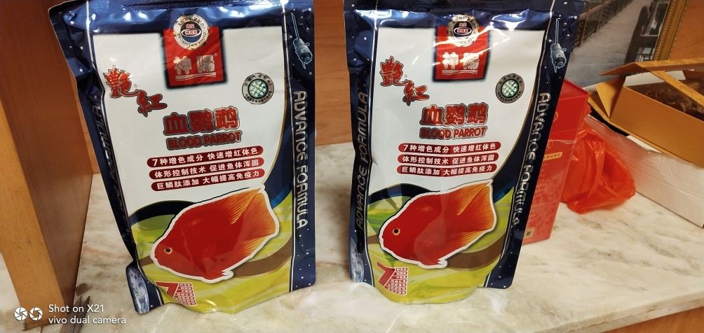 龍魚品相和介紹怎么寫作文三年級，三年級作文，龍魚品相與介紹，這樣寫就對