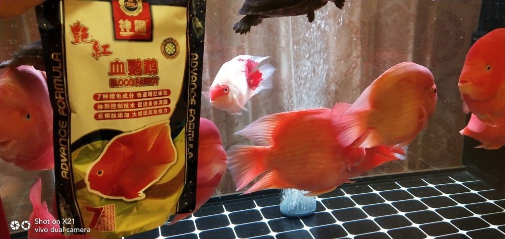 龍魚品相和介紹怎么寫作文三年級，三年級作文，龍魚品相與介紹，這樣寫就對