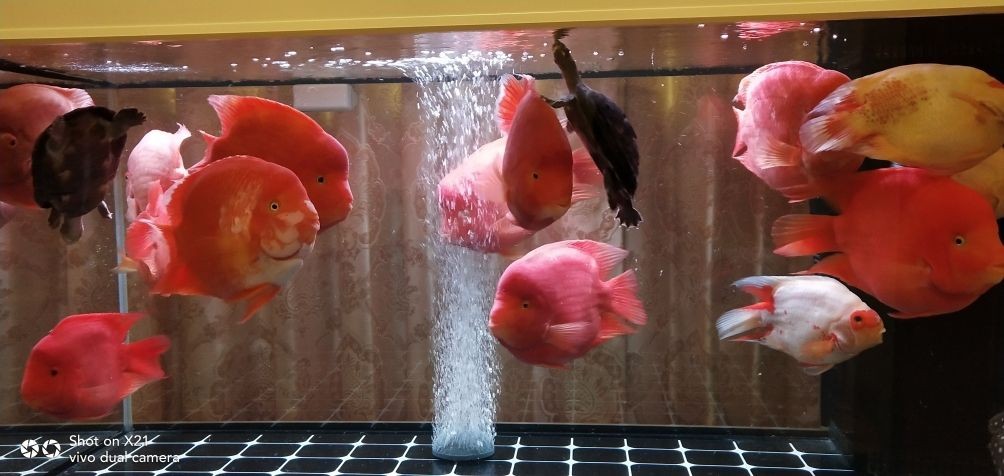 龍魚品相和介紹怎么寫作文三年級，三年級作文，龍魚品相與介紹，這樣寫就對