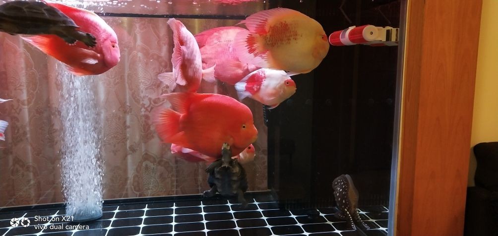 龍魚品相和介紹怎么寫作文三年級，三年級作文，龍魚品相與介紹，這樣寫就對