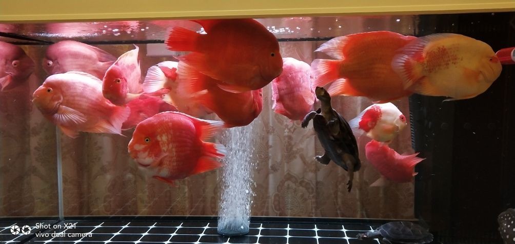 龍魚品相和介紹怎么寫作文三年級，三年級作文，龍魚品相與介紹，這樣寫就對