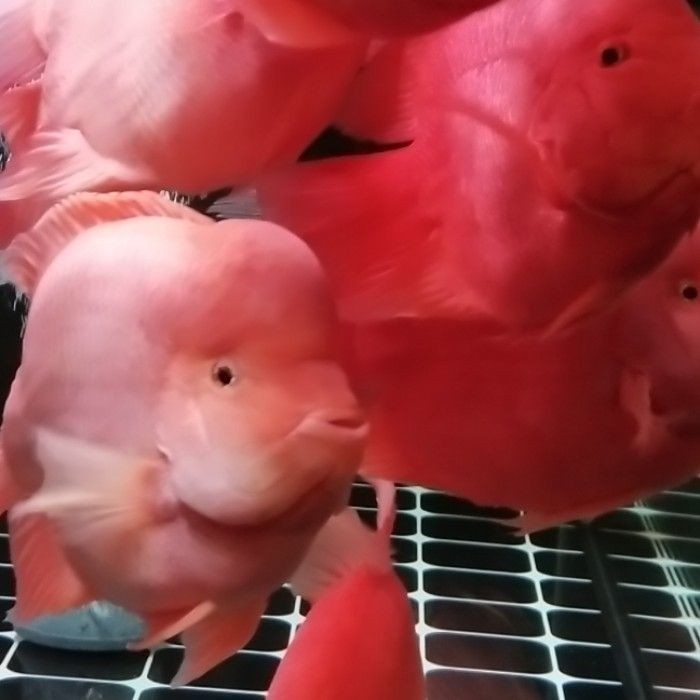 龍魚品相和介紹怎么寫作文三年級，三年級作文，龍魚品相與介紹，這樣寫就對
