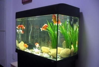 辦公室可以放魚缸養魚嗎：辦公室養魚的風水注意事項，室養魚行不行？魚缸擺放風水講究及