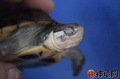 不用清理魚缸的魚叫什么龜：清潔魚缸中的垃圾和廢物，可以幫助清理魚缸中的垃圾和廢物，清理魚缸的魚叫什么龜？揭秘其清潔魚缸垃圾廢物之