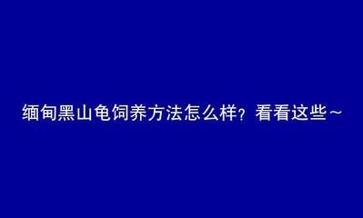 不用清理魚缸的魚叫什么龜：清潔魚缸中的垃圾和廢物，可以幫助清理魚缸中的垃圾和廢物，清理魚缸的魚叫什么龜？揭秘其清潔魚缸垃圾廢物之