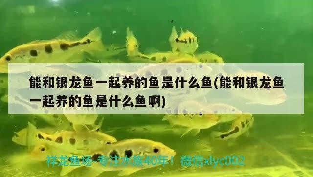 能和銀龍魚一起養的魚是什么魚(能和銀龍魚一起養的魚是什么魚啊)和銀龍魚一起養的魚有哪些？混養搭配及