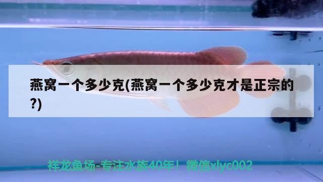 龍魚爛眼，蒙眼，虎魚爛鰭是怎么回事，我的龍魚眼睛長蒙且不吃食幫幫忙！謝謝，魚爛眼蒙眼虎魚爛鰭咋回事？龍魚蒙眼不食求幫助