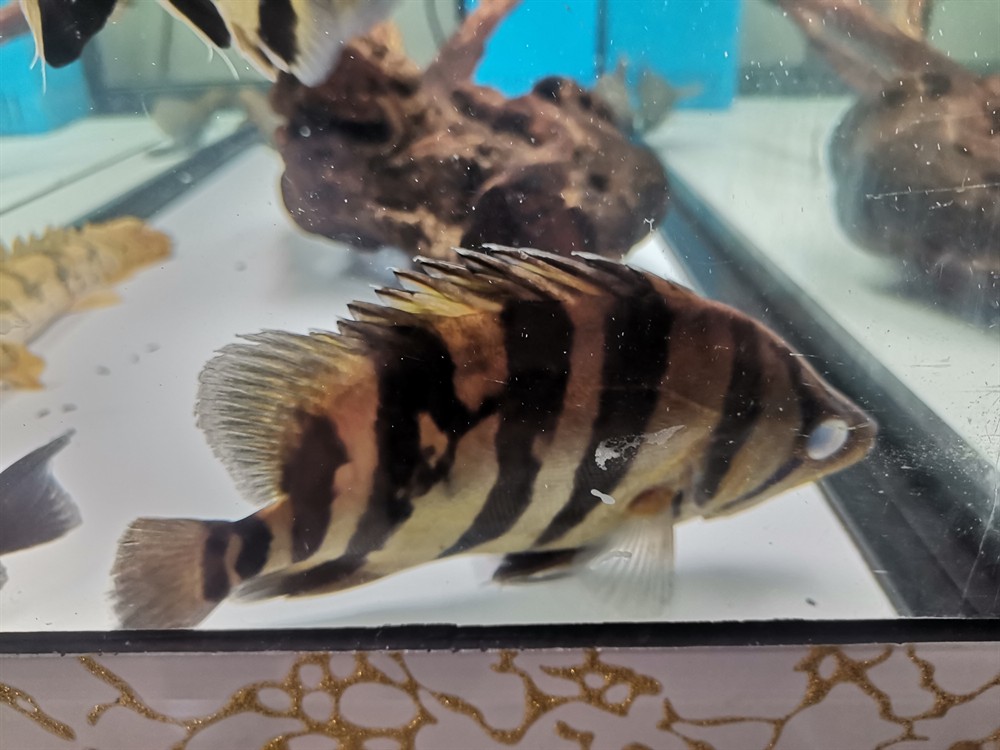 勞煩各位魚友看看這虎是外蒙還是內(nèi)蒙？煩各位魚友幫忙看看，此虎究竟屬外蒙還是 勞煩各位魚友看看這虎是外蒙還是內(nèi)蒙？煩各位魚友幫忙看看，此虎究竟屬外蒙還是 虎魚百科 第1張