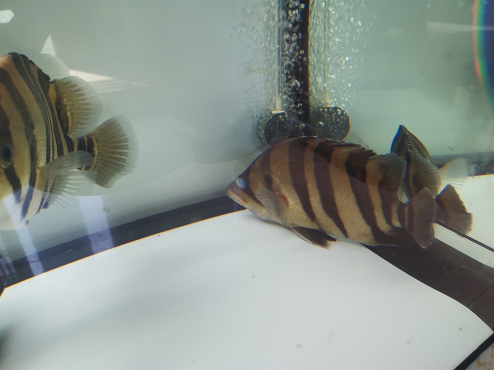 勞煩各位魚友看看這虎是外蒙還是內(nèi)蒙？煩各位魚友幫忙看看，此虎究竟屬外蒙還是 勞煩各位魚友看看這虎是外蒙還是內(nèi)蒙？煩各位魚友幫忙看看，此虎究竟屬外蒙還是 虎魚百科 第2張