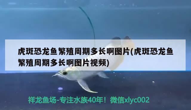 紅龍魚品相鑒別方法（紅龍魚品相鑒別方法視頻）紅龍魚品相鑒別全攻略，圖文詳解與視頻教程助你慧眼識魚