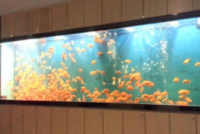 徹底清洗魚缸后要放鹽嗎為什么不放鹽：魚缸清洗后是否需要放鹽取決于魚缸中的魚類和水質，清洗后是否放鹽？視魚類與水質而定，不放鹽