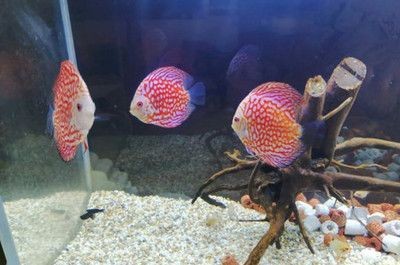 徹底清洗魚缸后要放鹽嗎為什么不放鹽：魚缸清洗后是否需要放鹽取決于魚缸中的魚類和水質，清洗后是否放鹽？視魚類與水質而定，不放鹽