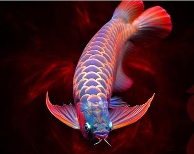 龍魚吼叫，龍魚為何吼叫？探秘其神秘發(fā)聲背后的生態(tài)與