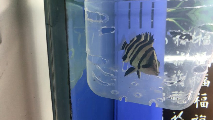 虎魚 虎魚，虎魚，獨特魅力與神秘習(xí)性的水中精靈探秘
