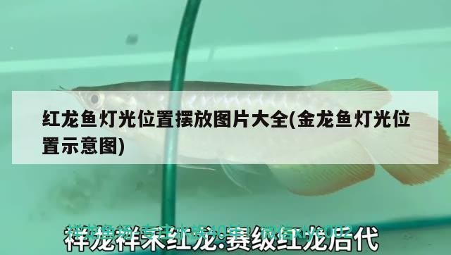 虎魚 虎魚，虎魚，獨特魅力與神秘習(xí)性的水中精靈探秘