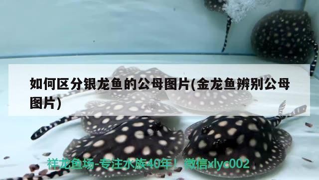 虎魚 虎魚，虎魚，獨特魅力與神秘習(xí)性的水中精靈探秘