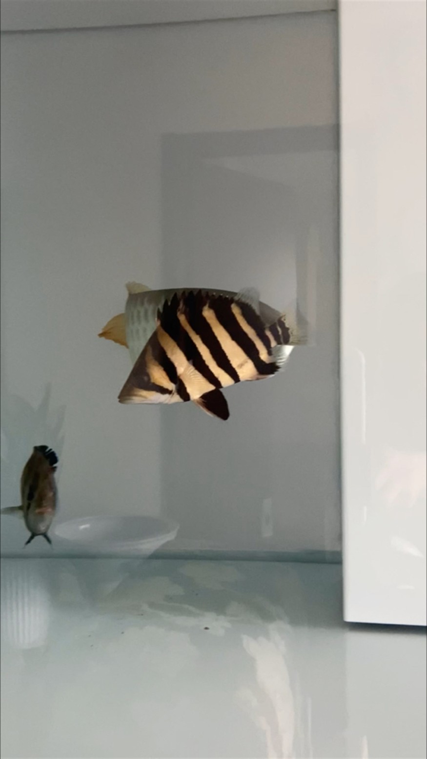 白紙上畫黃黑相間色彩讓虎魚短暫變明，紙繪黃黑相間色，竟使虎魚短暫呈現 白紙上畫黃黑相間色彩讓虎魚短暫變明，紙繪黃黑相間色，竟使虎魚短暫呈現 虎魚百科 第1張