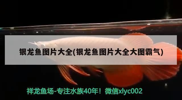 銀龍魚圖片大全(銀龍魚圖片大全大圖霸氣)龍魚圖片大全，霸氣大圖集錦，領略銀龍