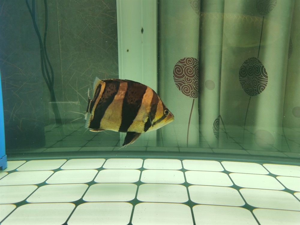 這條印尼三紋虎魚怎么樣？三紋虎魚品相鑒賞，體色斑斕游姿矯健，新手入坑必