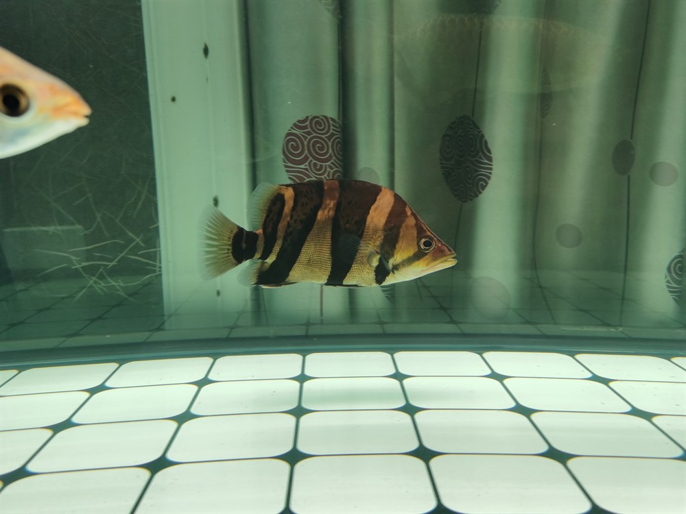 這條印尼三紋虎魚怎么樣？三紋虎魚品相鑒賞，體色斑斕游姿矯健，新手入坑必