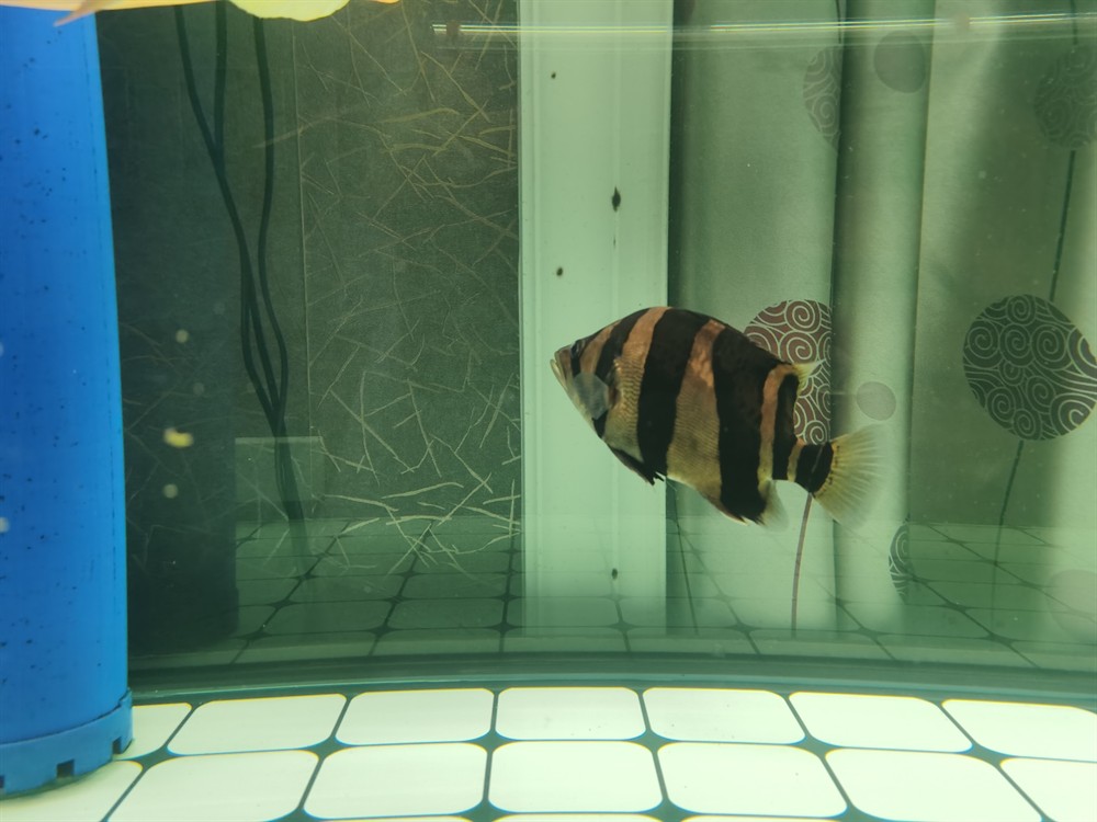 這條印尼三紋虎魚怎么樣？三紋虎魚品相鑒賞，體色斑斕游姿矯健，新手入坑必