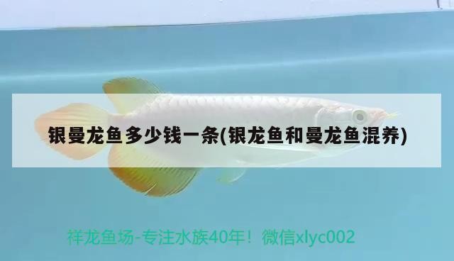 銀曼龍魚多少錢一條(銀龍魚和曼龍魚混養)龍魚和曼龍魚混養，銀曼龍魚價格究竟