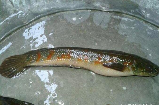 虎魚的價格:蝦虎和河蝦怎么混養，虎魚價格揭秘，蝦虎與河蝦混養方法及