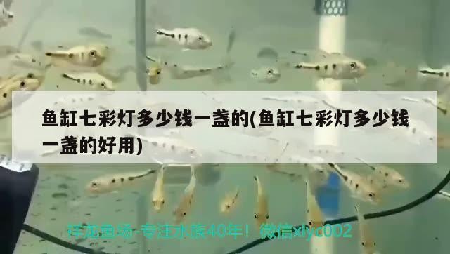 魚缸七彩燈多少錢一盞的(魚缸七彩燈多少錢一盞的好用)七彩燈價格及性價比分析，多少錢