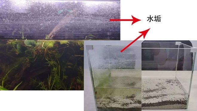 玻璃魚缸水垢怎么去除：如何清除魚缸內的水垢，魚缸水垢去除妙招，輕松清除魚缸內頑固水垢