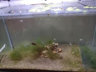 玻璃魚缸水垢怎么去除：如何清除魚缸內的水垢，魚缸水垢去除妙招，輕松清除魚缸內頑固水垢