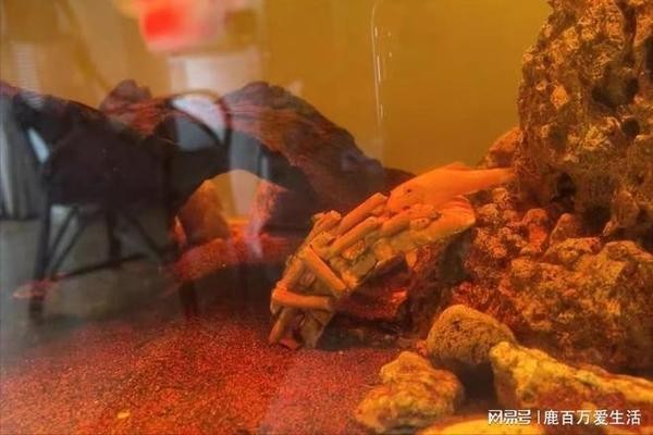 墾利縣墾利街道辦龍源水族館（墾利縣墾利街道辦龍源水族館電話）利縣墾利街道辦龍源水族館，特色水