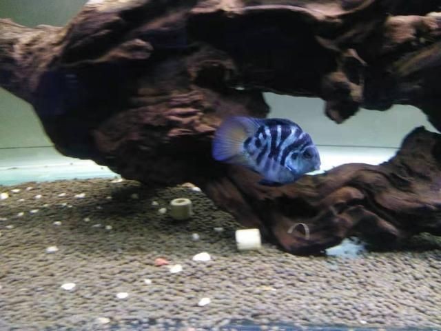 白色魚缸配什么顏色背景圖：選擇白色魚缸背景圖時需要考慮風水學、觀賞魚的特性，魚缸背景圖顏色之選，風水與觀賞魚特性需考量