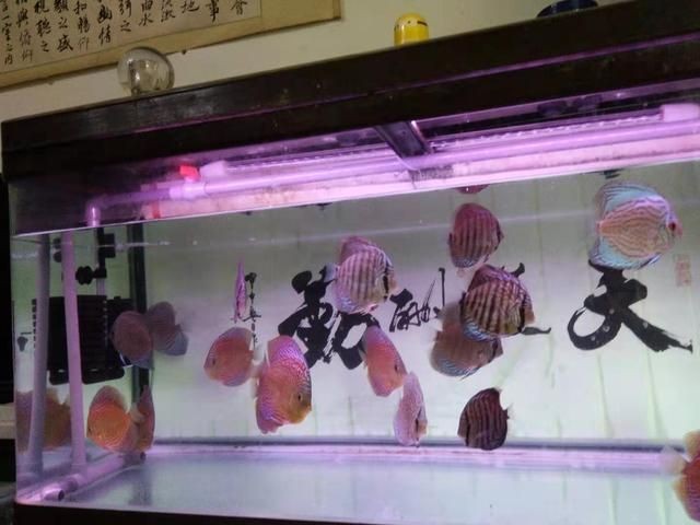 白色魚缸配什么顏色背景圖：選擇白色魚缸背景圖時需要考慮風水學、觀賞魚的特性，魚缸背景圖顏色之選，風水與觀賞魚特性需考量