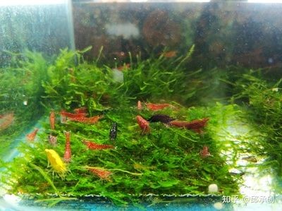 不需要打理的魚缸水草:想要養(yǎng)水草但又不想花費(fèi)太多時(shí)間和精力的人來說,有些水草比較容易養(yǎng)護(hù),人福音!無需打理的魚缸水草,輕松養(yǎng)護(hù)無壓力