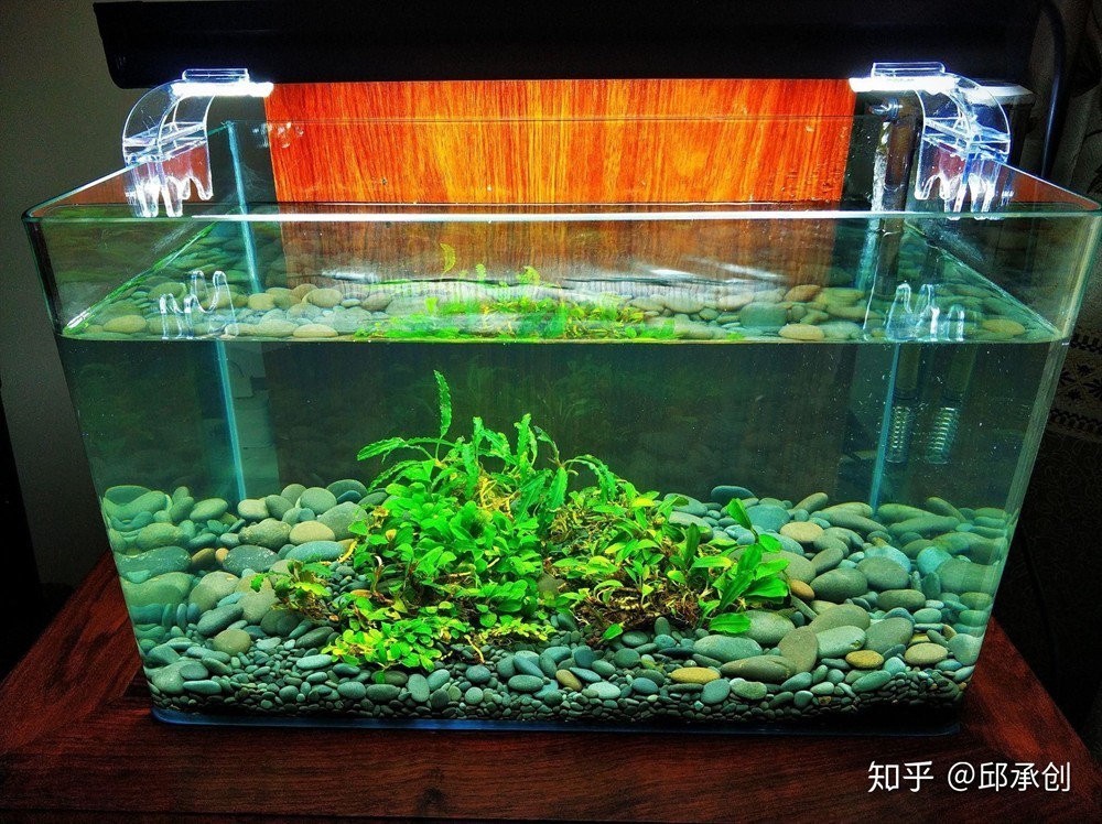 不需要打理的魚缸水草:想要養(yǎng)水草但又不想花費(fèi)太多時(shí)間和精力的人來說,有些水草比較容易養(yǎng)護(hù),人福音!無需打理的魚缸水草,輕松養(yǎng)護(hù)無壓力