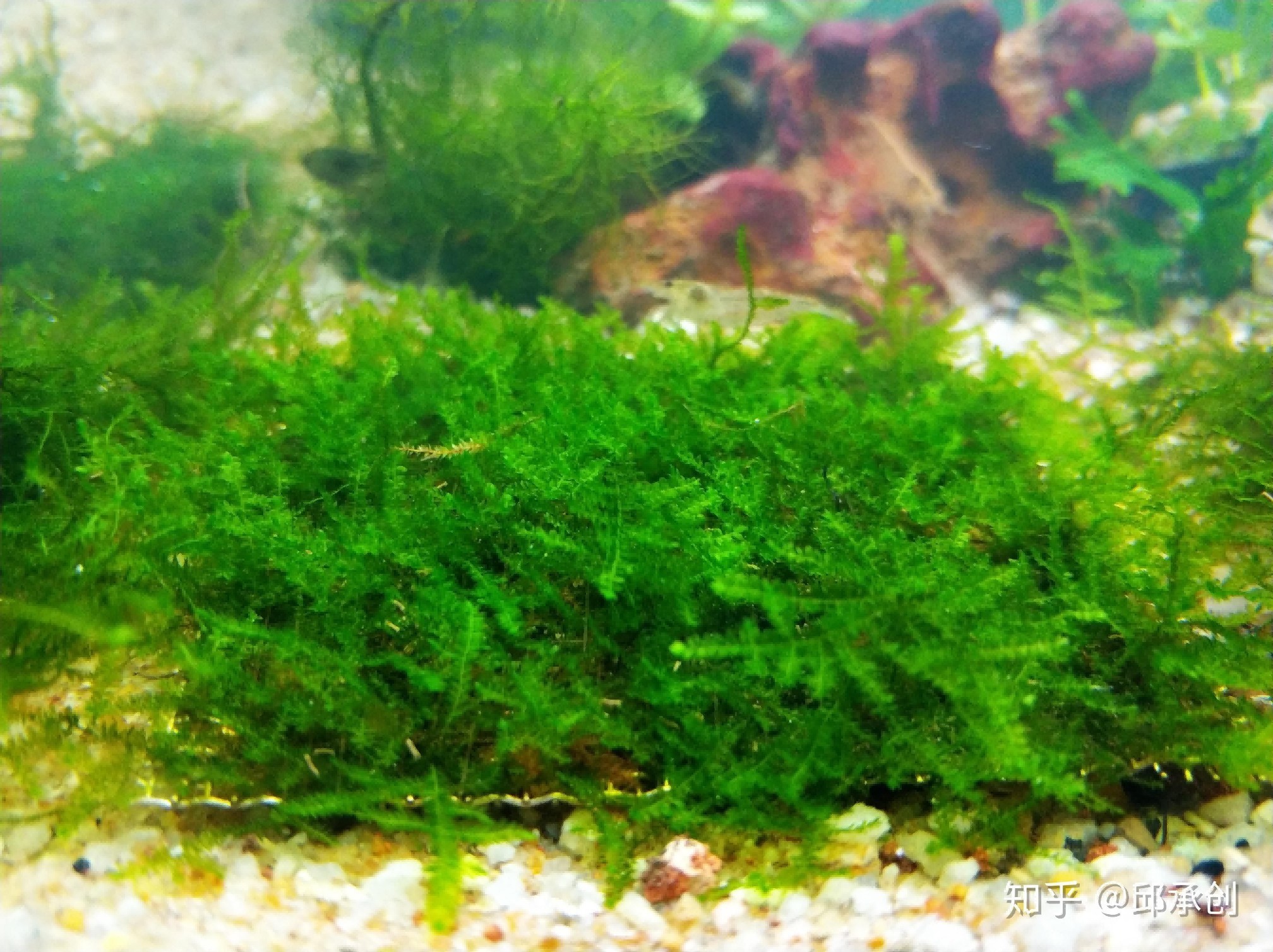 不需要打理的魚缸水草:想要養(yǎng)水草但又不想花費(fèi)太多時(shí)間和精力的人來說,有些水草比較容易養(yǎng)護(hù),人福音!無需打理的魚缸水草,輕松養(yǎng)護(hù)無壓力