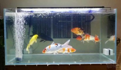 吃魚缸殘渣的魚有哪些:吃魚缸殘渣的魚主要包括以下幾種:以上魚類可以作為清理魚缸的選擇,魚缸殘渣的魚有哪些?這些魚類可作清理魚缸之 魚缸百科 第1張 吃魚缸殘渣的魚有哪些:吃魚缸殘渣的魚主要包括以下幾種:以上魚類可以作為清理魚缸的選擇,魚缸殘渣的魚有哪些?這些魚類可作清理魚缸之 吃魚缸殘渣的魚有哪些:吃魚缸殘渣的魚主要包括以下幾種:以上魚類可以作為清理魚缸的選擇,魚缸殘渣的魚有哪些?這些魚類可作清理魚缸之 魚缸百科 第1張