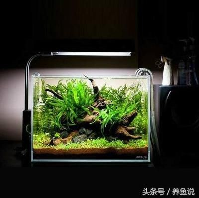 吃魚缸殘渣的魚有哪些:吃魚缸殘渣的魚主要包括以下幾種:以上魚類可以作為清理魚缸的選擇,魚缸殘渣的魚有哪些?這些魚類可作清理魚缸之 魚缸百科 第2張 吃魚缸殘渣的魚有哪些:吃魚缸殘渣的魚主要包括以下幾種:以上魚類可以作為清理魚缸的選擇,魚缸殘渣的魚有哪些?這些魚類可作清理魚缸之 吃魚缸殘渣的魚有哪些:吃魚缸殘渣的魚主要包括以下幾種:以上魚類可以作為清理魚缸的選擇,魚缸殘渣的魚有哪些?這些魚類可作清理魚缸之 魚缸百科 第2張