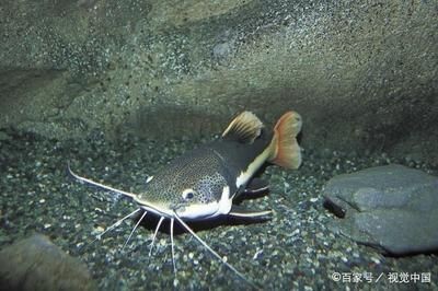 吃魚缸殘渣的魚有哪些:吃魚缸殘渣的魚主要包括以下幾種:以上魚類可以作為清理魚缸的選擇,魚缸殘渣的魚有哪些?這些魚類可作清理魚缸之 魚缸百科 第3張 吃魚缸殘渣的魚有哪些:吃魚缸殘渣的魚主要包括以下幾種:以上魚類可以作為清理魚缸的選擇,魚缸殘渣的魚有哪些?這些魚類可作清理魚缸之 吃魚缸殘渣的魚有哪些:吃魚缸殘渣的魚主要包括以下幾種:以上魚類可以作為清理魚缸的選擇,魚缸殘渣的魚有哪些?這些魚類可作清理魚缸之 魚缸百科 第3張