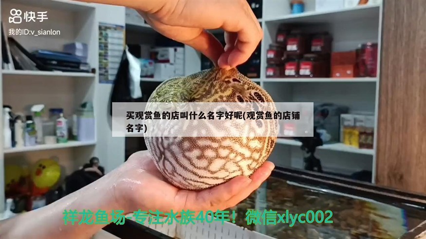 買觀賞魚的店叫什么名字好呢(觀賞魚的店鋪名字)魚店鋪起名攻略，如何為買觀賞魚的店取