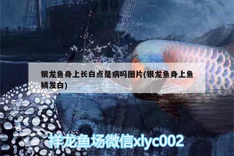 銀龍魚身上長白點是病嗎圖片(銀龍魚身上魚鱗發(fā)白)龍魚身上長白點、魚鱗發(fā)白是病嗎