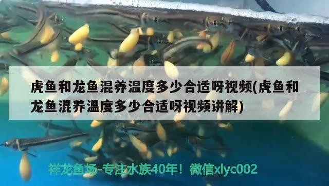 虎魚能不能通過紋身 把紋路和明暗度做好，魚能否借紋身呈現完美紋路與明暗度？探究