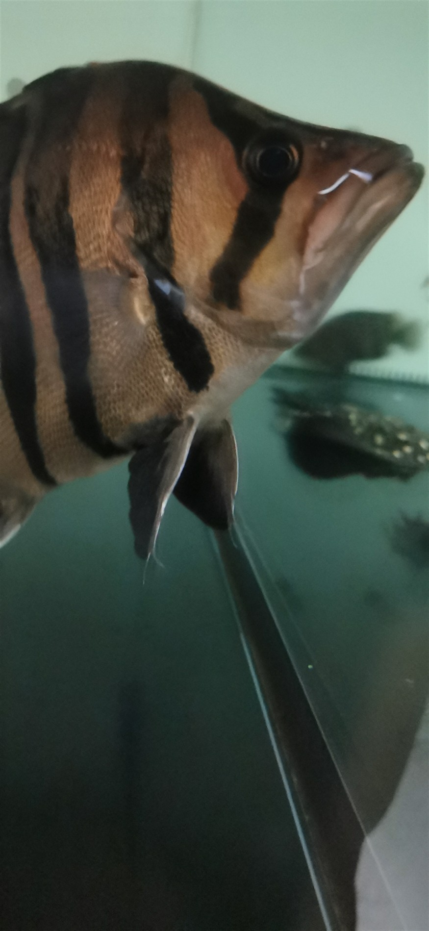 虎魚嘴角白線，虎魚嘴角白線之謎，成因探究、影響分析及