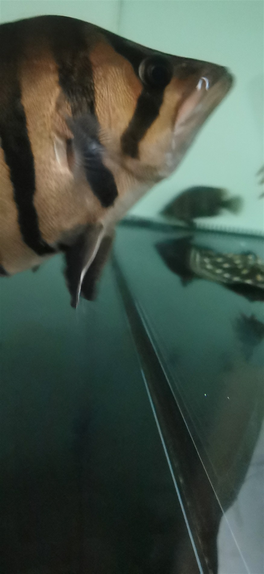 虎魚嘴角白線，虎魚嘴角白線之謎，成因探究、影響分析及